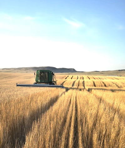 Harvest Reflections: From Fields to Fall Routines